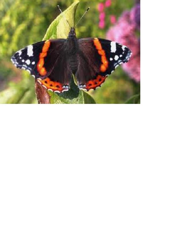 vlinder 1.jpg