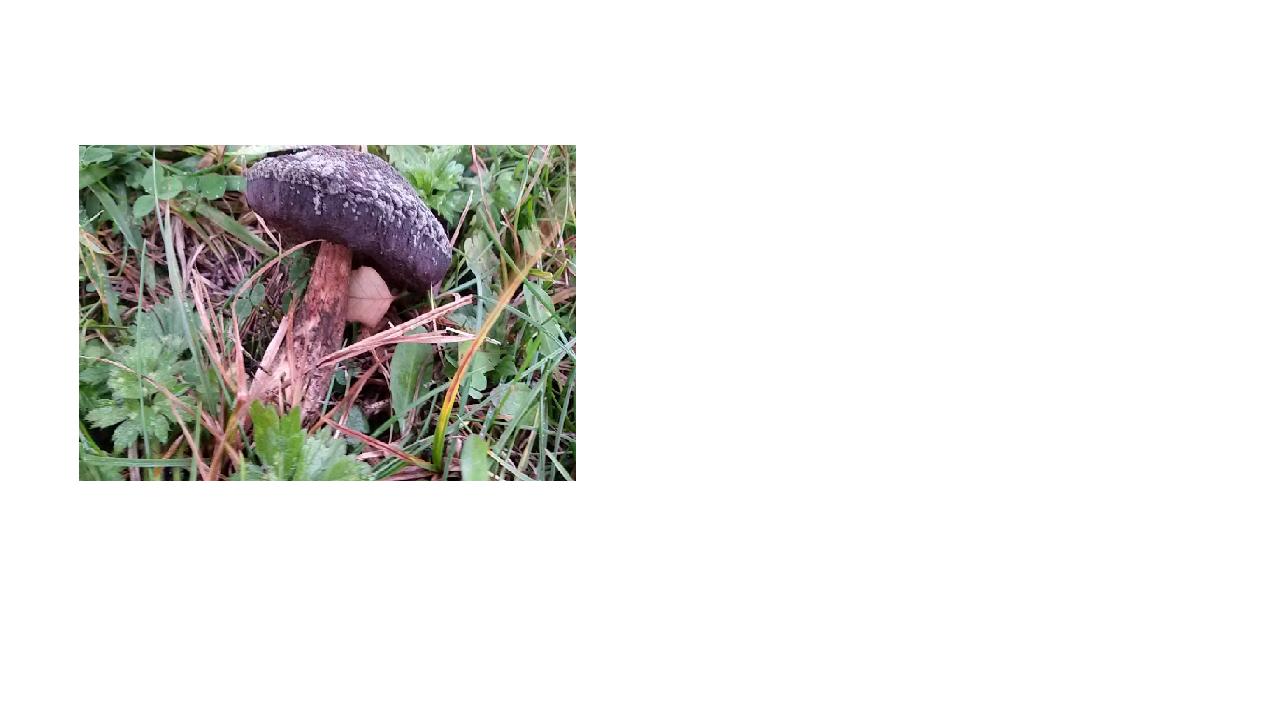 paddenstoel1.jpg